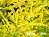 Šeivamedis juodauogis  'Golden Tower' (lot. Sambucus nigra)